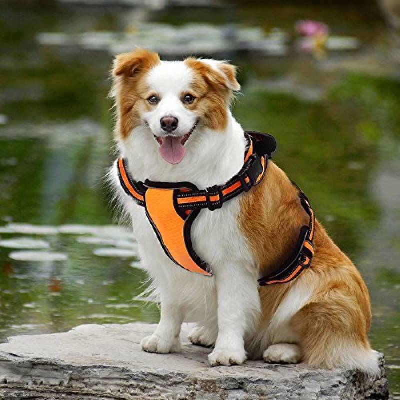 comment mettre un harnais pour chien