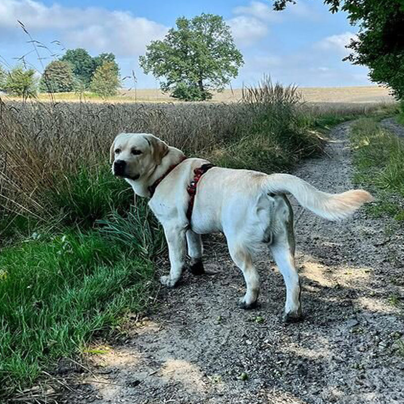 MEILLEURS HARNAIS POUR LABRADOR