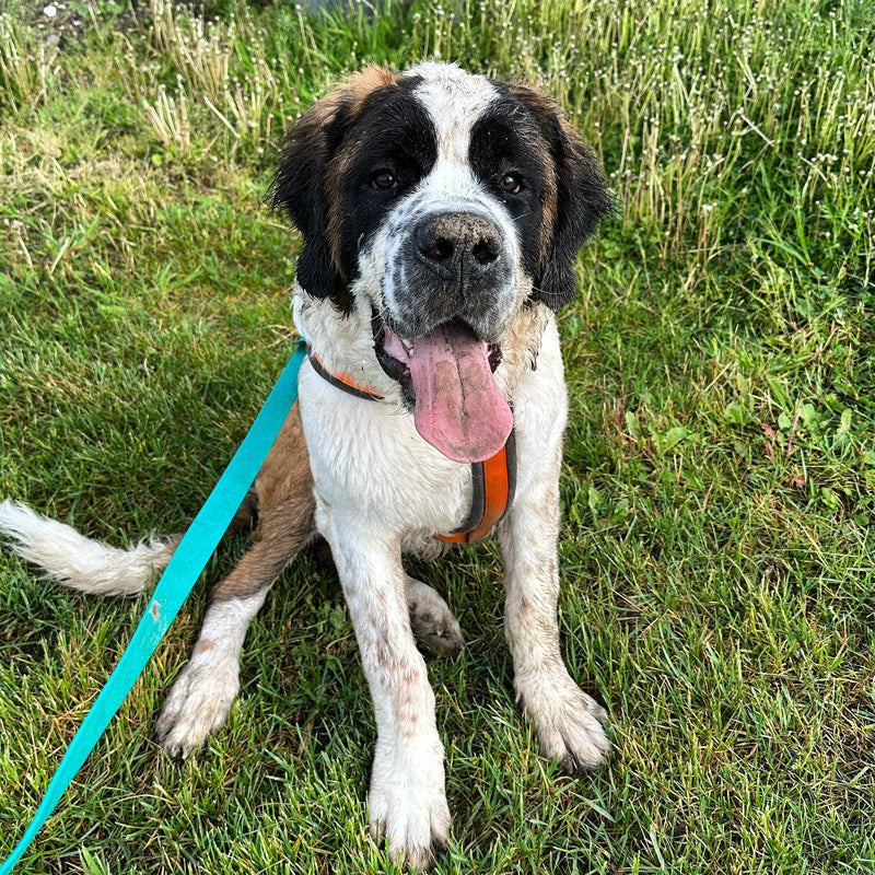 Top 15 des grandes races de chiens préférées des Français en 2023