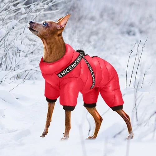 Combinaison portée par un chihuahua