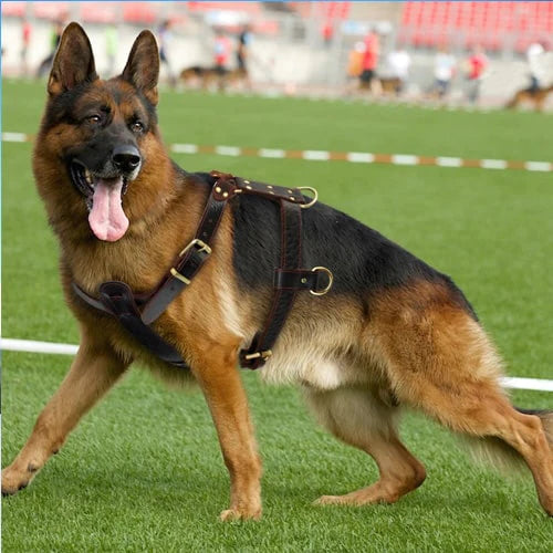 Harnais porté par un berger allemand