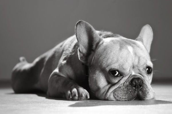 Accessoires chien bouledogue