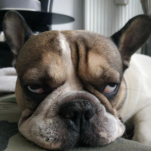 Accessoires bouledogues Français