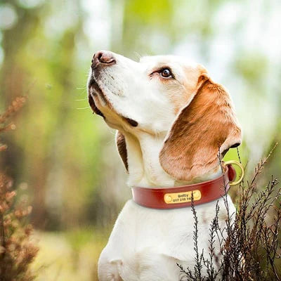 collier vue de coté sur un beagle
