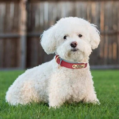 Collier sur un petit bichon frisé