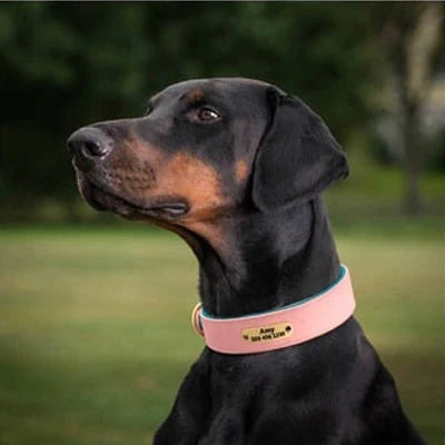 Collier personnalisé sur un labrador