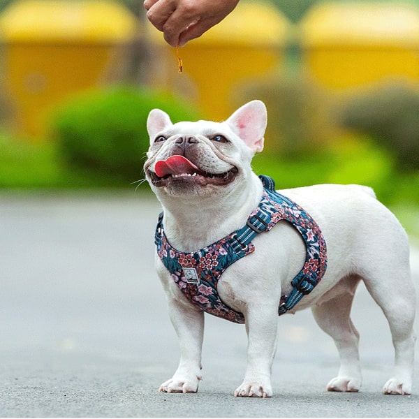 Harnais pour bouledogues