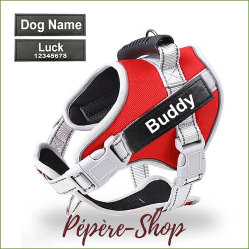 Harnais avec patch d'identification et sa laisse assortie pour jack russell