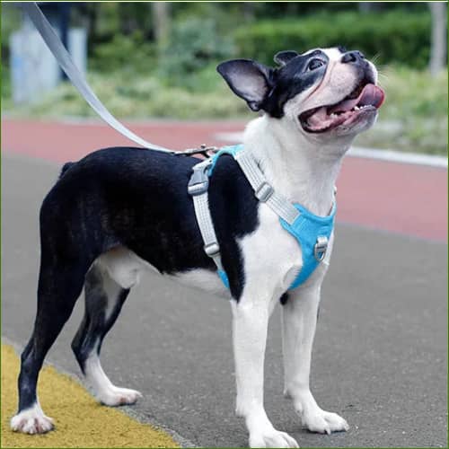 Harnais avec système anti-tirage à double attache sur un bouledogue