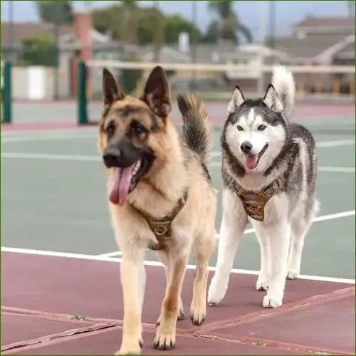 Harnais camouflage sur un berger allemand et sur un husky