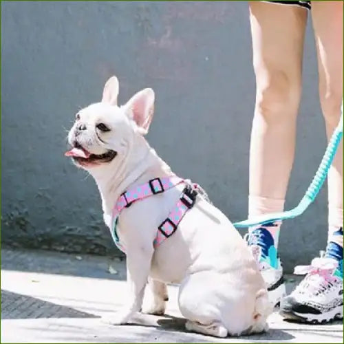 Harnais de luxe pour chien en nylon sur un bouledogue