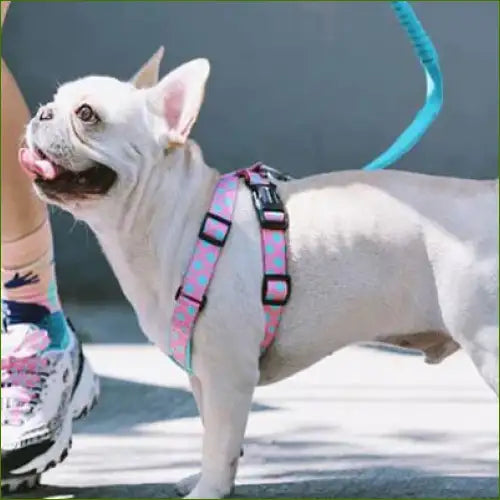 Harnais de luxe pour chien sur un chien carlin