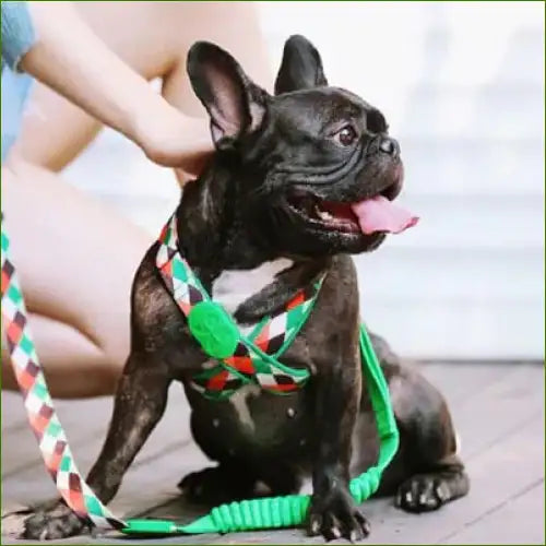 Harnais de luxe pour chien sur un bouledogue noir