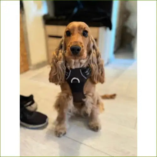 Harnais en nylon ergonomique - modèle sans traction réfléchissant avec poignée TRUE LOVE sur un cocker