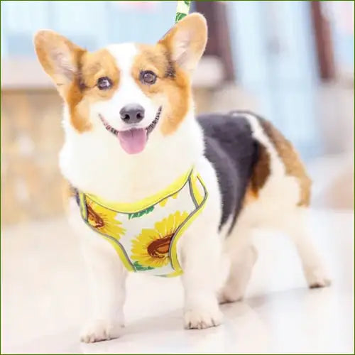 Harnais en tissu avec pochette et laisse coordonnée sur un corgi