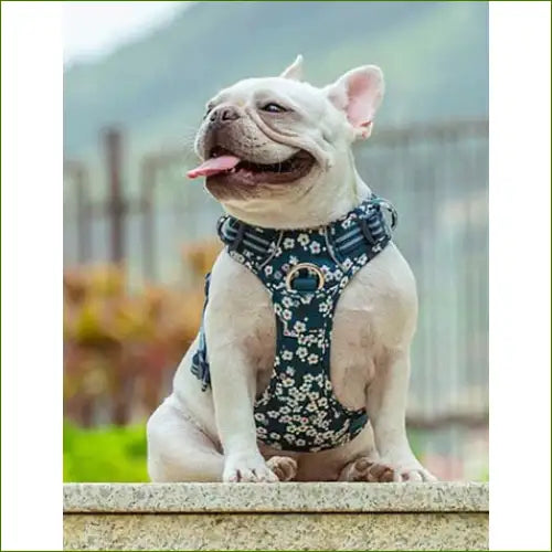 Harnais Flower série spéciale - modèle saxony