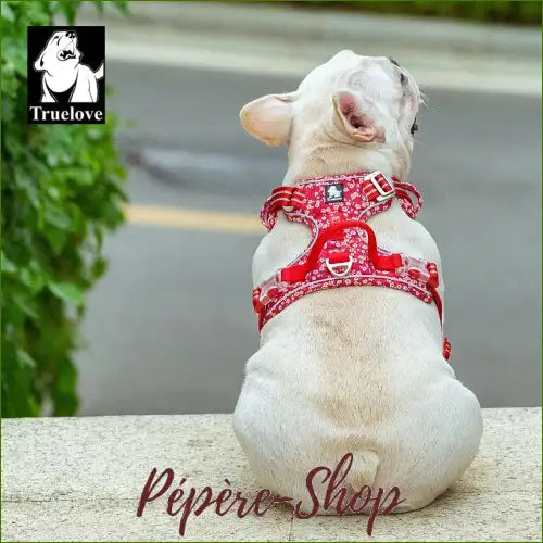 Harnais Haut De Gamme Réglable Et Design pour bouledogue