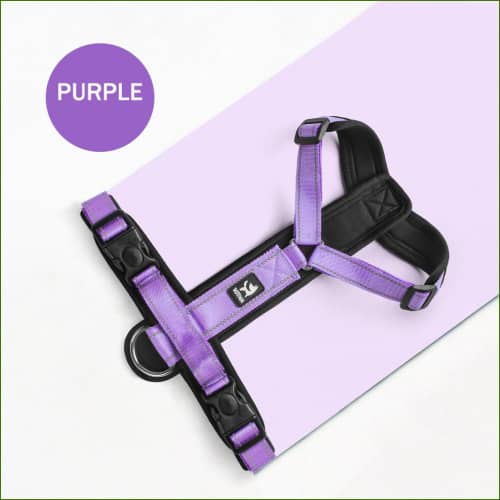 Harnais violet