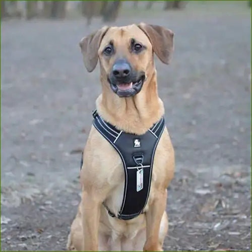 Harnais modèle FOREST pour grand chien double attache