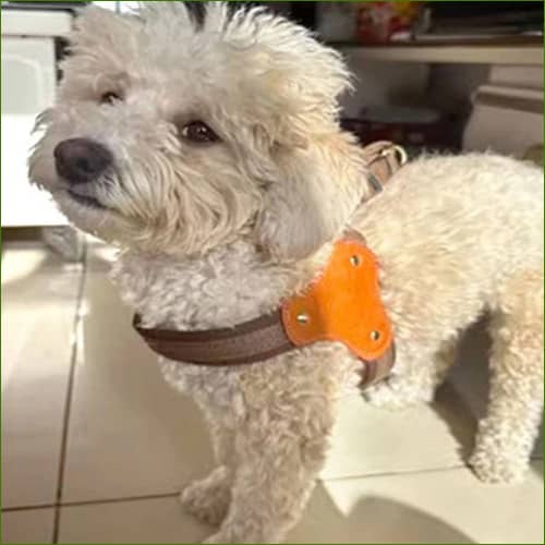 Harnais Nylon sur un petit bichon