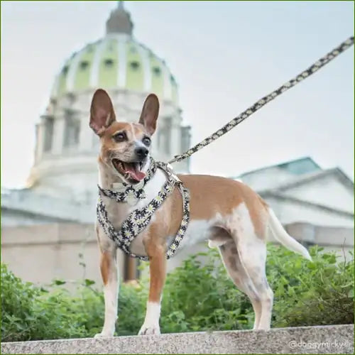 Harnais petit chien en nylon coloré