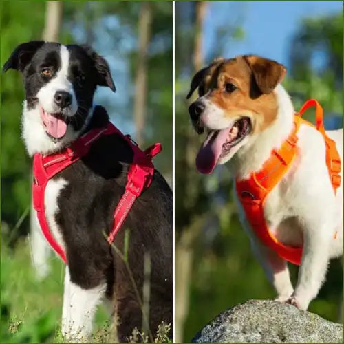 Harnais pour berger australien ajustable et ergonomique