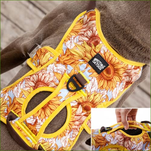 Harnais whippet ou lévrier italien