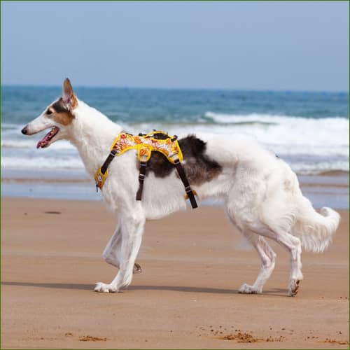 Harnais lévriers anti-traction