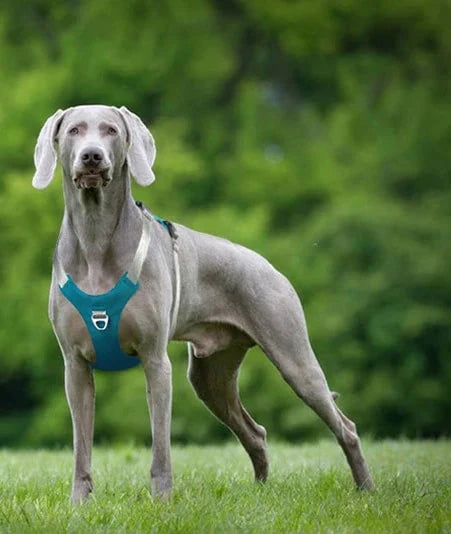 Harnais spécial braque de weimar