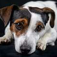 HARNAIS CHIOT JACK RUSSEL