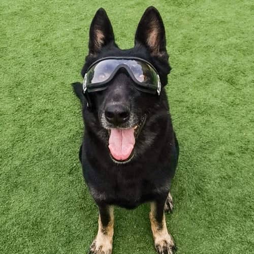 Lunettes De Soleil pour chiens vue de face