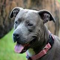 HARNAIS CHIOT STAFFIE