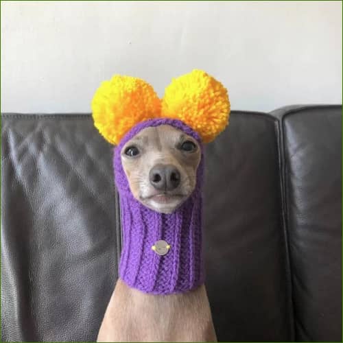 bonnet pour chien Violet