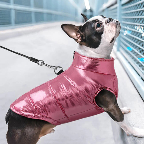 manteaux bouledogue francais