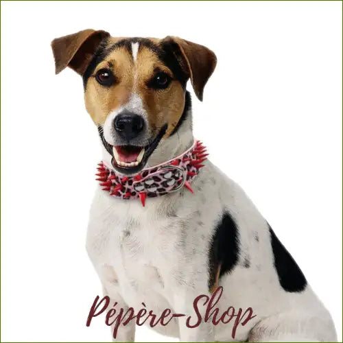 Collier A Pointe Pour Molosse En Cuir Coloré