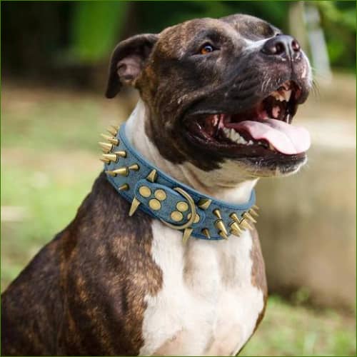 image d'un chien portant un Collier A Pointe Pour Molosse En Cuir Coloré