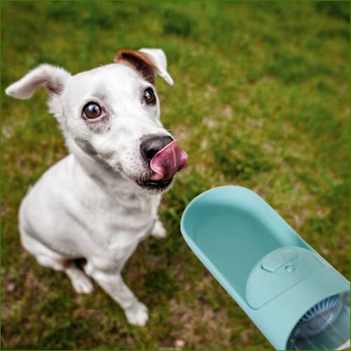 gourde petit chien transportable