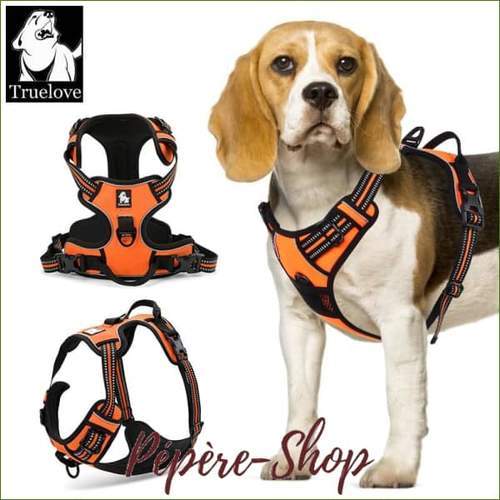 Harnais pour chien beagle - PEPERE SHOP