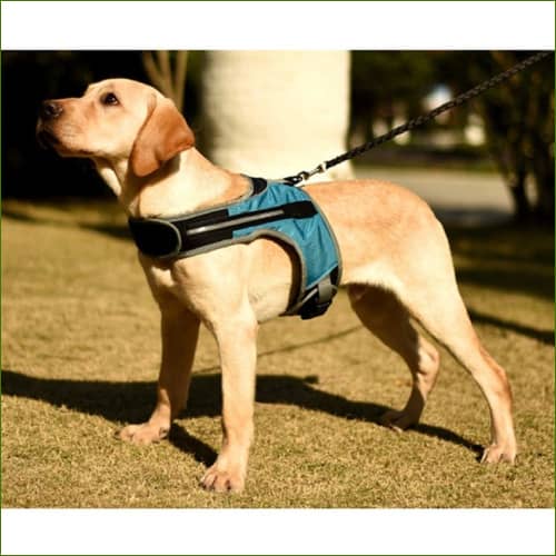 Harnais Lumineux Led Pour Chien - Rechargeable - boutique Pépère-shop