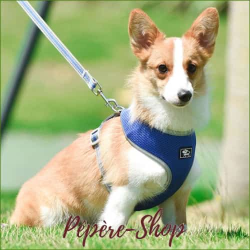 Harnais ergonomique pour corgi avec sa laisse assortie pour la promenade - -PEPERE SHOP
