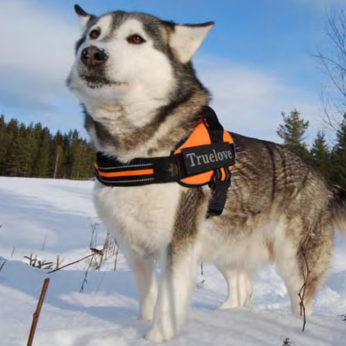 image harnais true love city pour chien