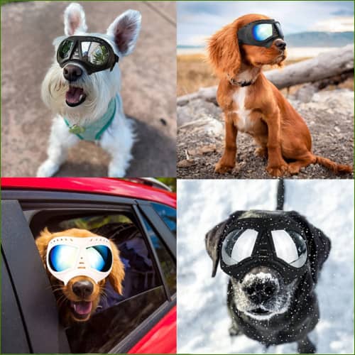 doggles Moto Pour Chien Anti Uv Ajustables