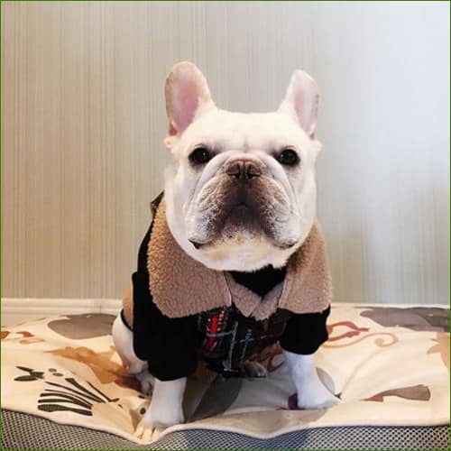 Manteau pour petit chien