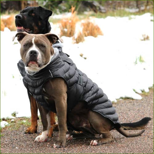 Manteau Gros Chien sur un pitbull