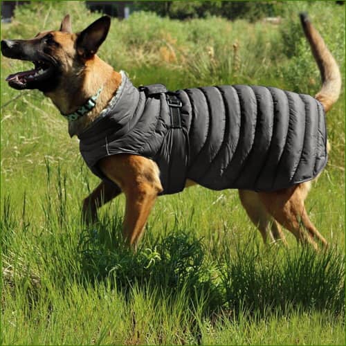 Manteau Gros Chien Sans Manches sur un berger australien