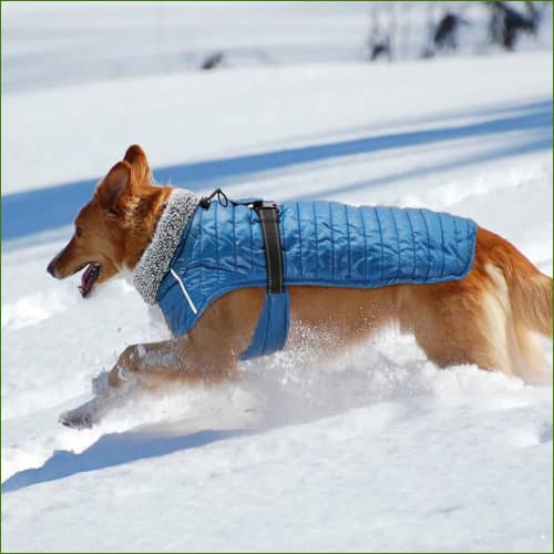 Manteau Gros Chien Sans Manches dans la neige