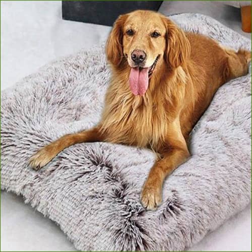 matelas pour chien