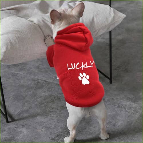 image Sweat Personnalisable Pour Petit Chien Avec Capuche