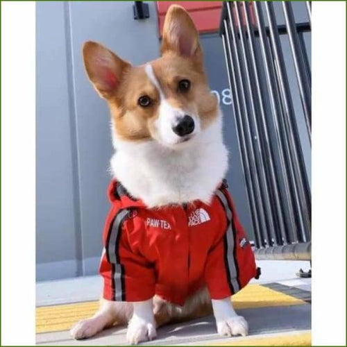 sur un corgi