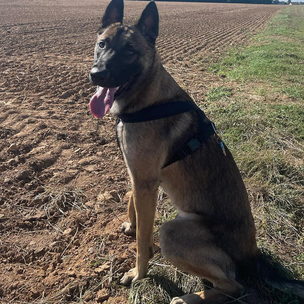 Meilleurs harnais pour Malinois en 2025 - Comparatif complet